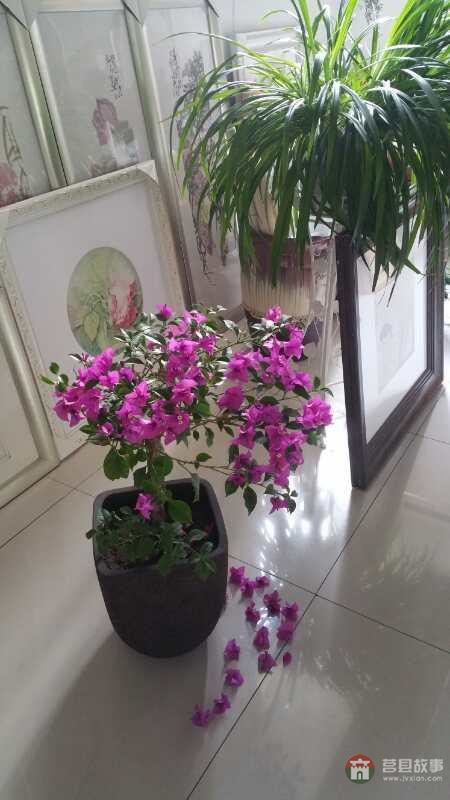 莒國(guó)文化源遠(yuǎn)流長(zhǎng)，山東莒縣美女畫(huà)家李修英工筆畫(huà)選
