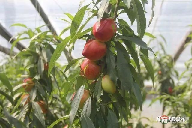 剛剛上市！莒縣這里好大一個“小油桃”，一年能賣3個億